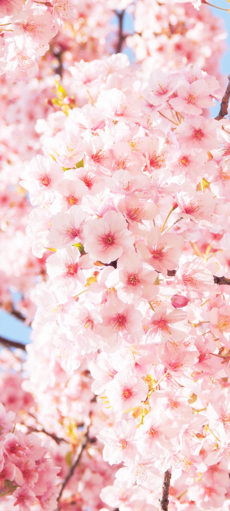 浪漫樱花 春天 3月 手机壁纸