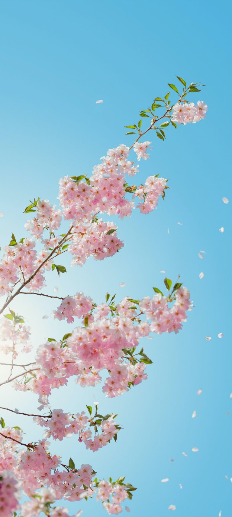 蓝天 樱花风景全屏手机壁纸
