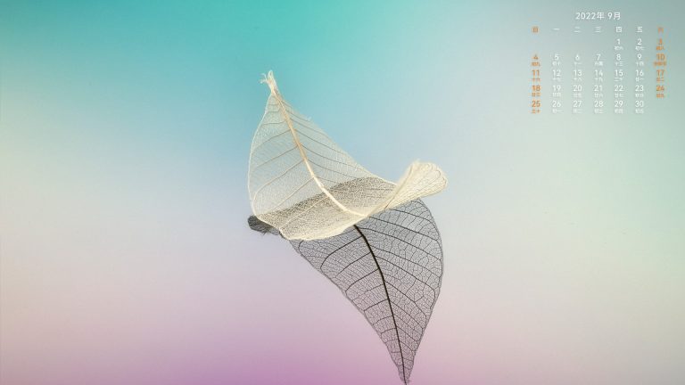 9月壁纸-树叶-简洁高清壁纸